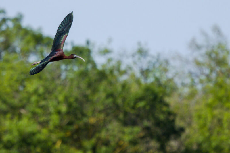 Ibis falcinelle dans le marais du Vigueirat